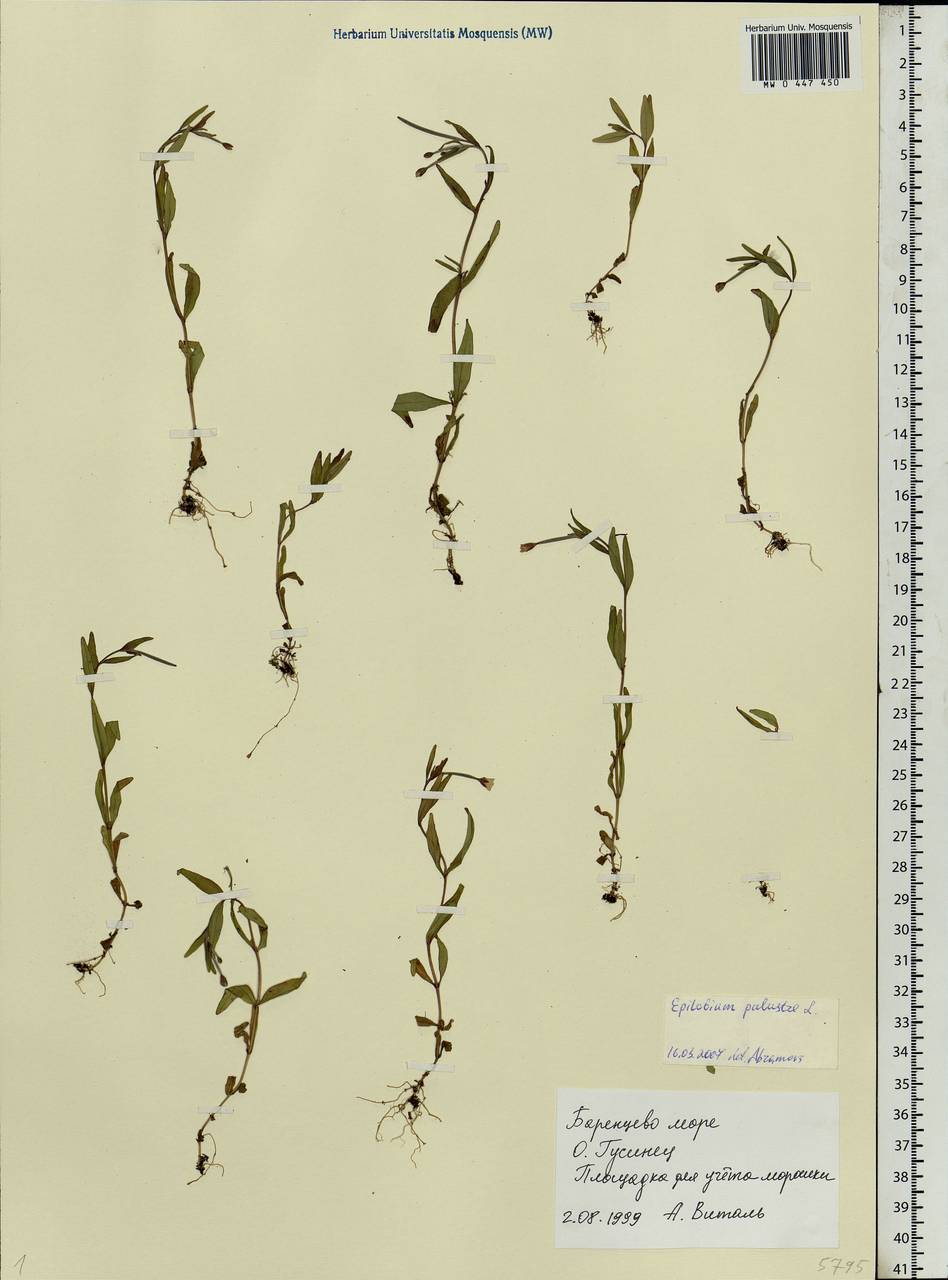 Epilobium palustre L., Eastern Europe, Northern region (E1) (Russia)