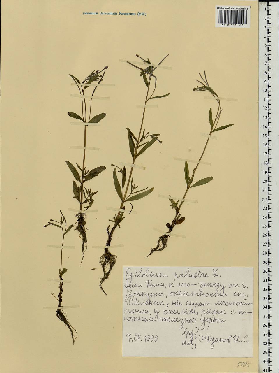 Epilobium palustre L., Eastern Europe, Northern region (E1) (Russia)