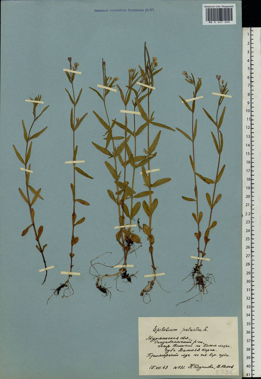 Epilobium palustre L., Eastern Europe, Northern region (E1) (Russia)