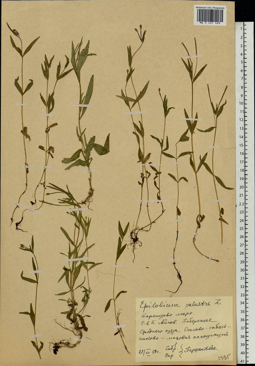 Epilobium palustre L., Eastern Europe, Northern region (E1) (Russia)