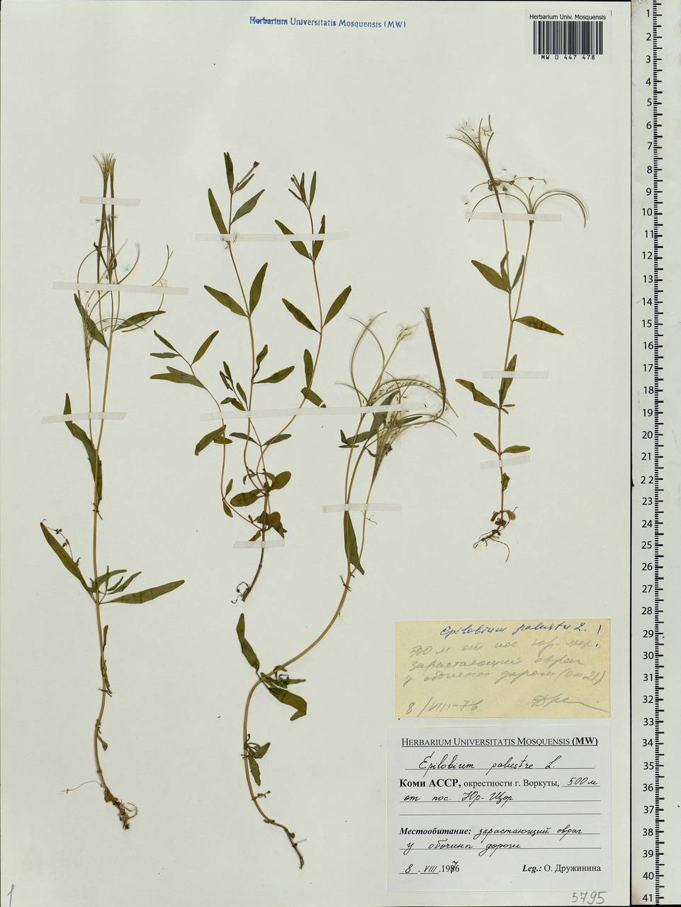 Epilobium palustre L., Eastern Europe, Northern region (E1) (Russia)