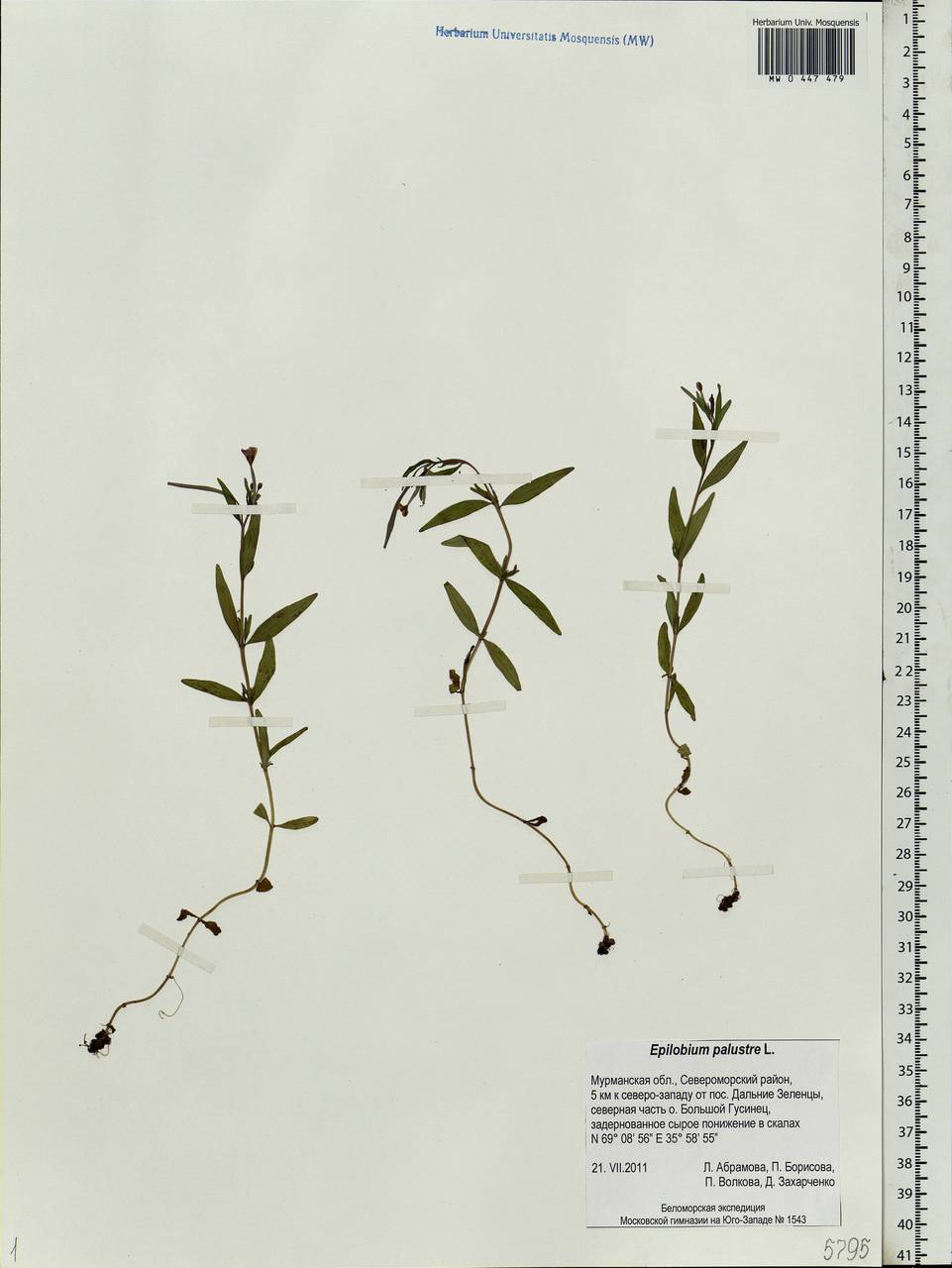 Epilobium palustre L., Eastern Europe, Northern region (E1) (Russia)