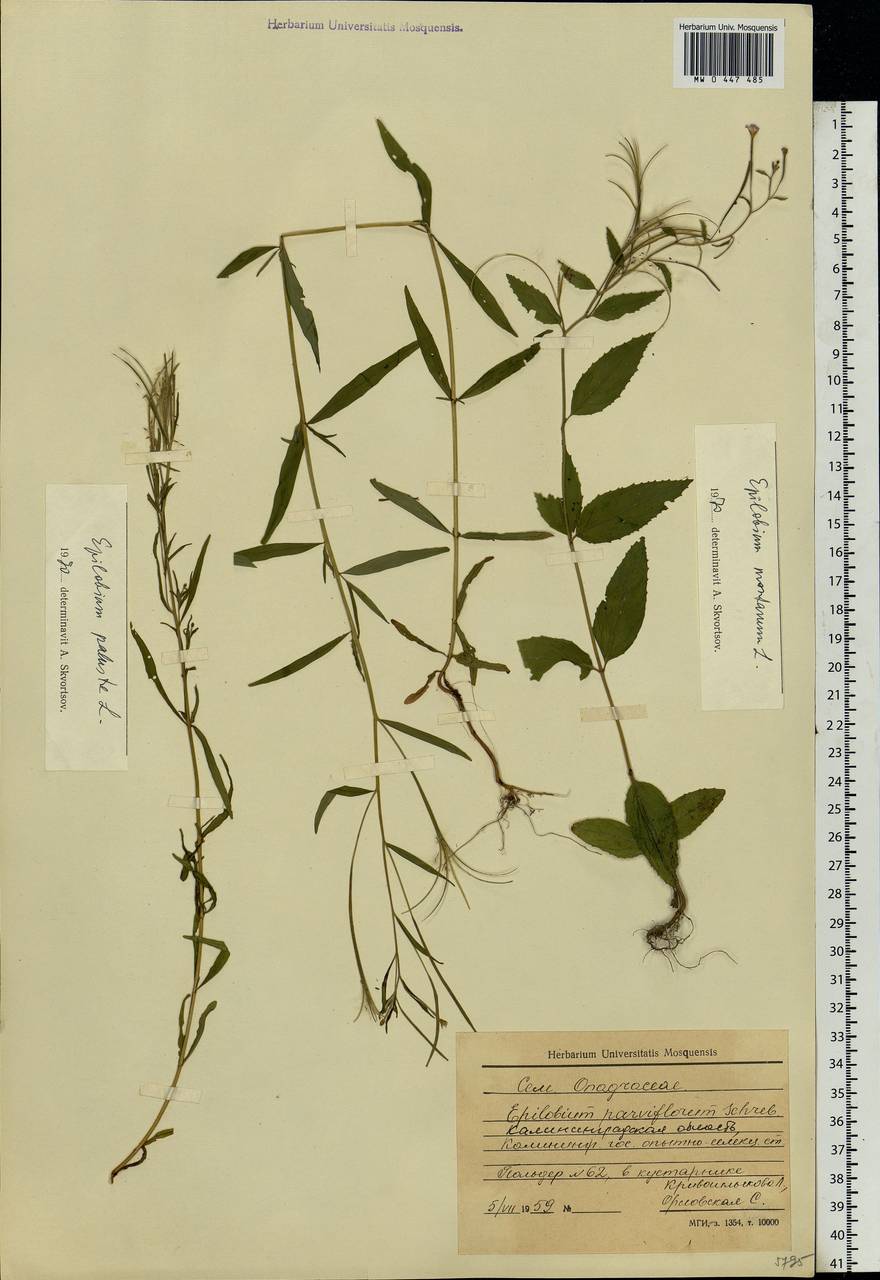 Epilobium palustre L., Eastern Europe, North-Western region (E2) (Russia)