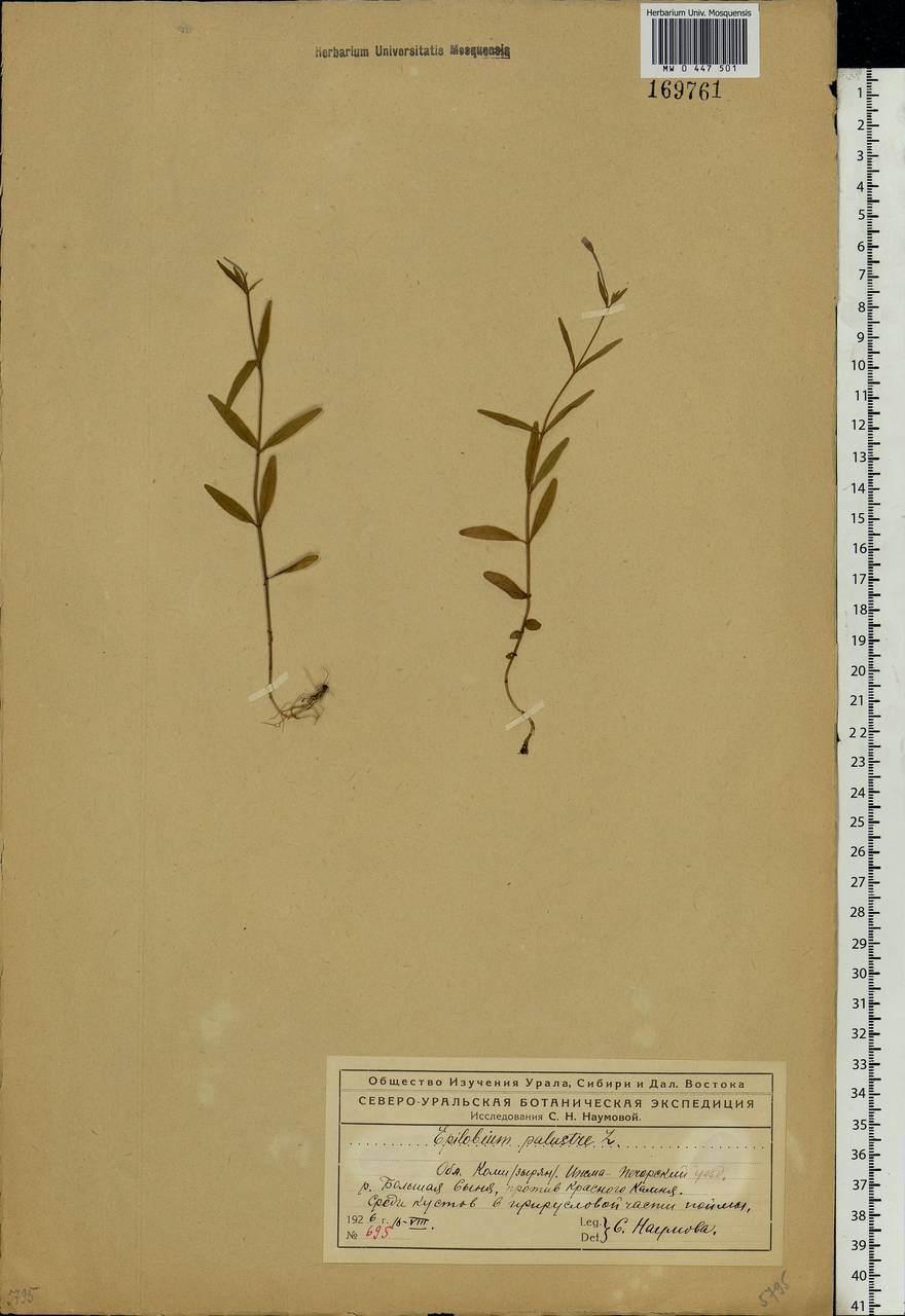 Epilobium palustre L., Eastern Europe, Northern region (E1) (Russia)