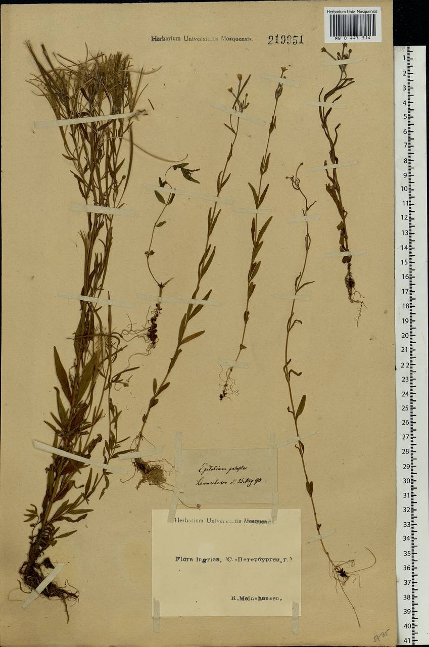 Epilobium palustre L., Eastern Europe, North-Western region (E2) (Russia)