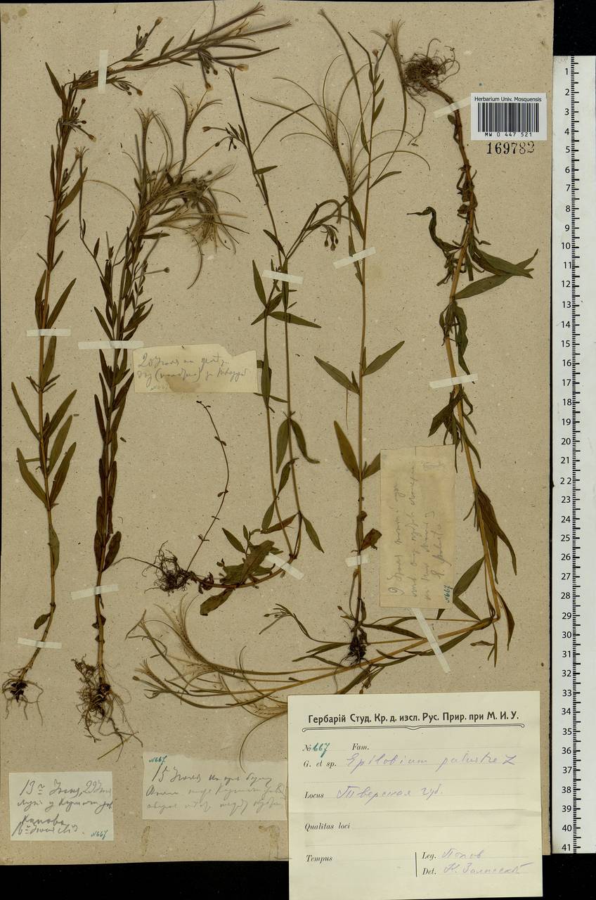 Epilobium palustre L., Eastern Europe, North-Western region (E2) (Russia)