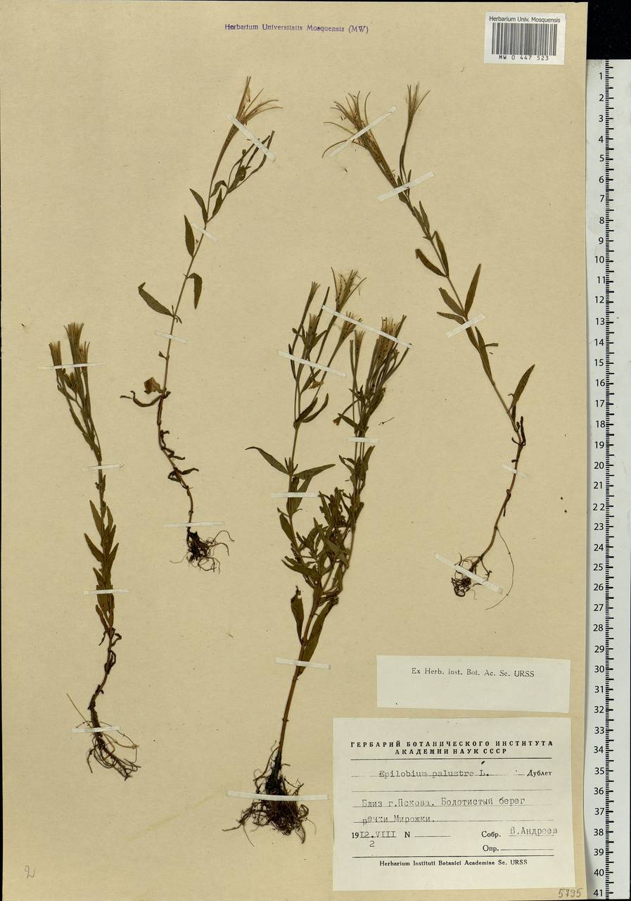 Epilobium palustre L., Eastern Europe, North-Western region (E2) (Russia)