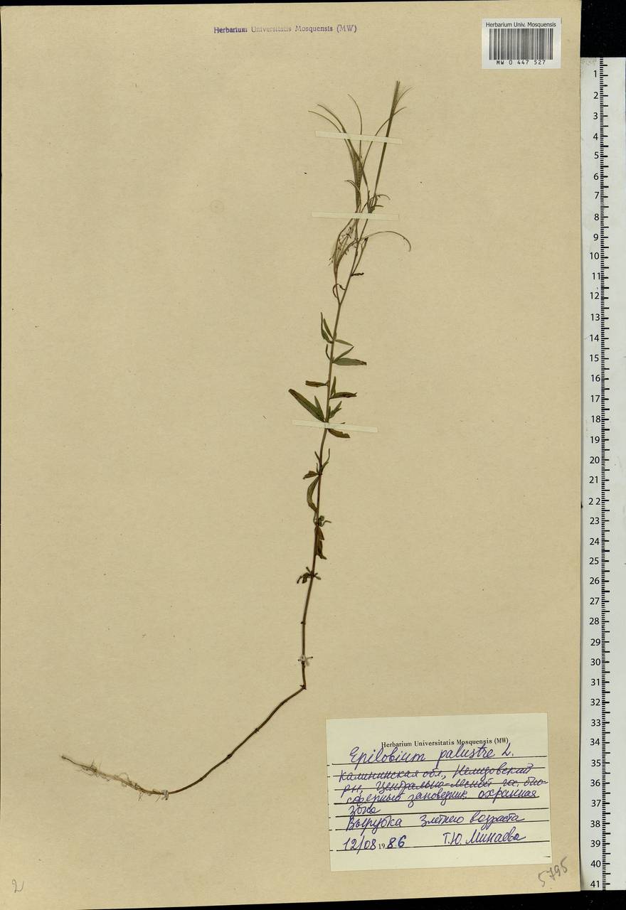 Epilobium palustre L., Eastern Europe, North-Western region (E2) (Russia)