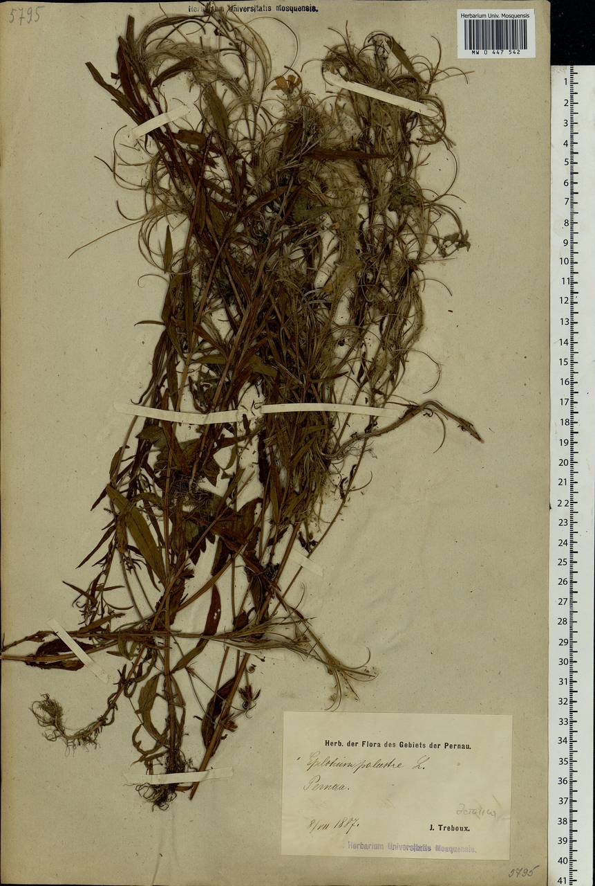 Epilobium palustre L., Eastern Europe, Estonia (E2c) (Estonia)