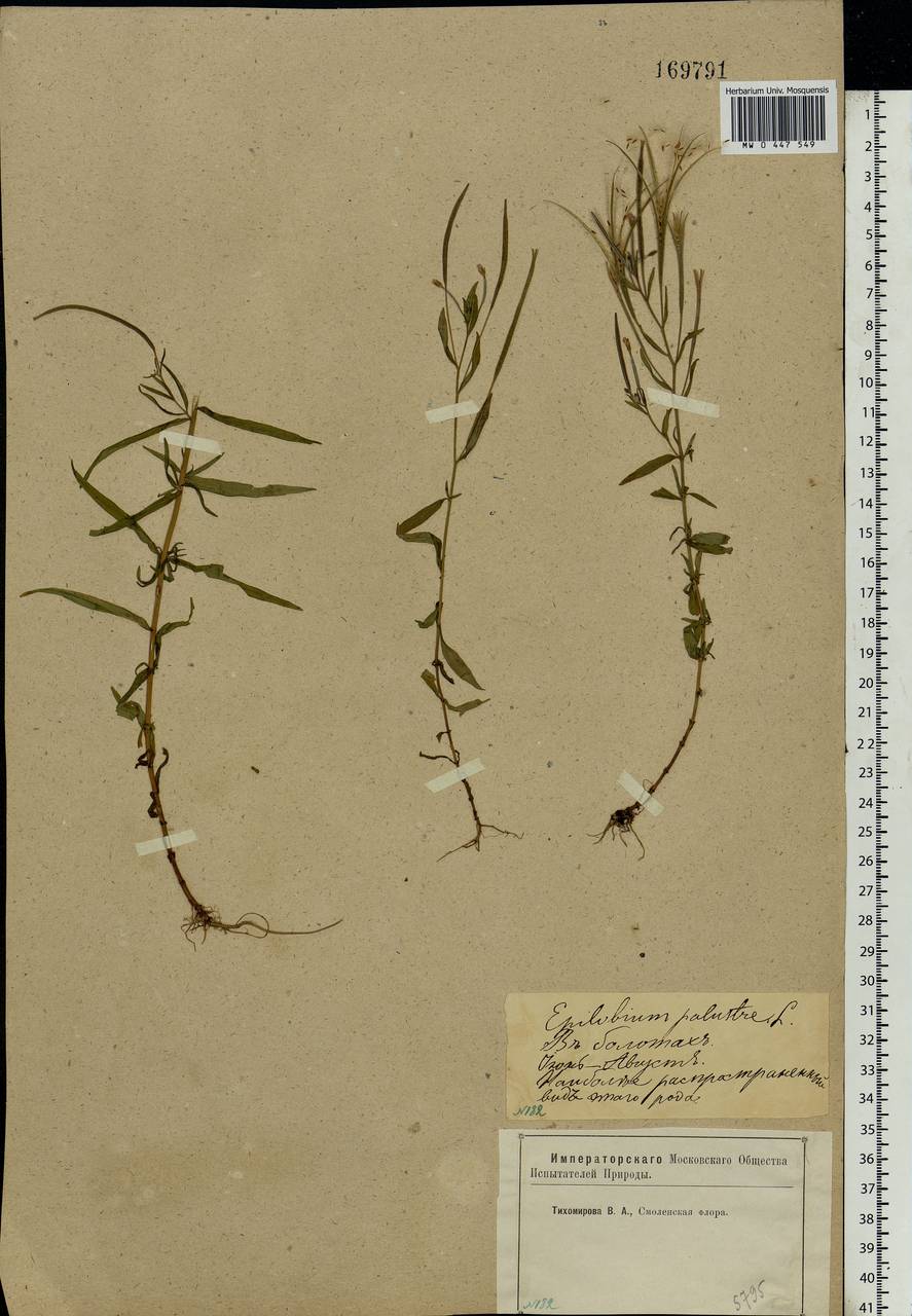 Epilobium palustre L., Eastern Europe, Western region (E3) (Russia)
