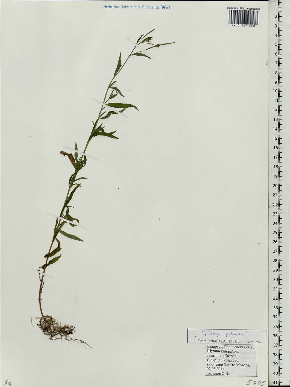 Epilobium palustre L., Eastern Europe, Belarus (E3a) (Belarus)