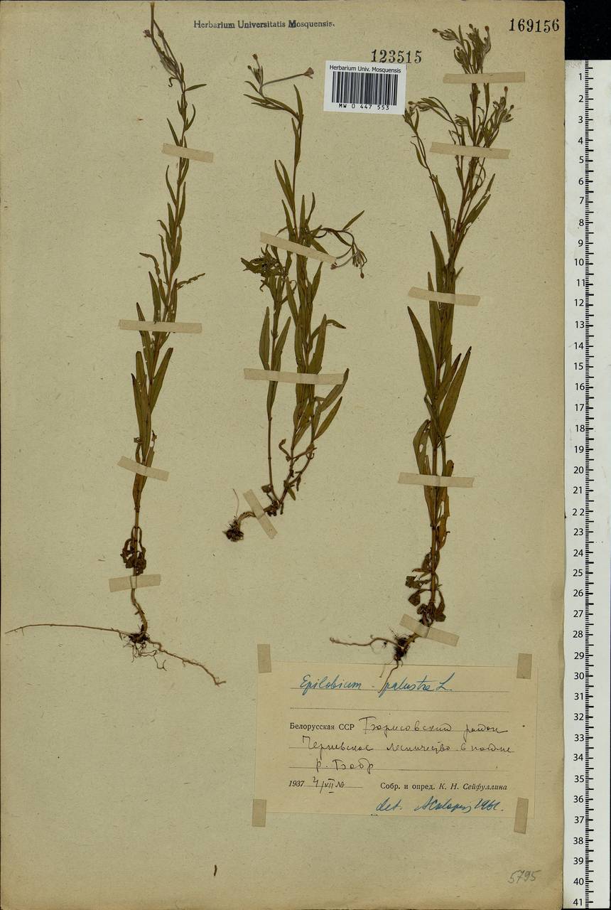 Epilobium palustre L., Eastern Europe, Belarus (E3a) (Belarus)