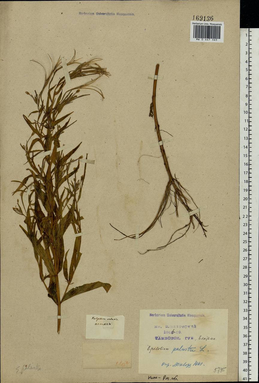 Epilobium palustre L., Eastern Europe, Central region (E4) (Russia)