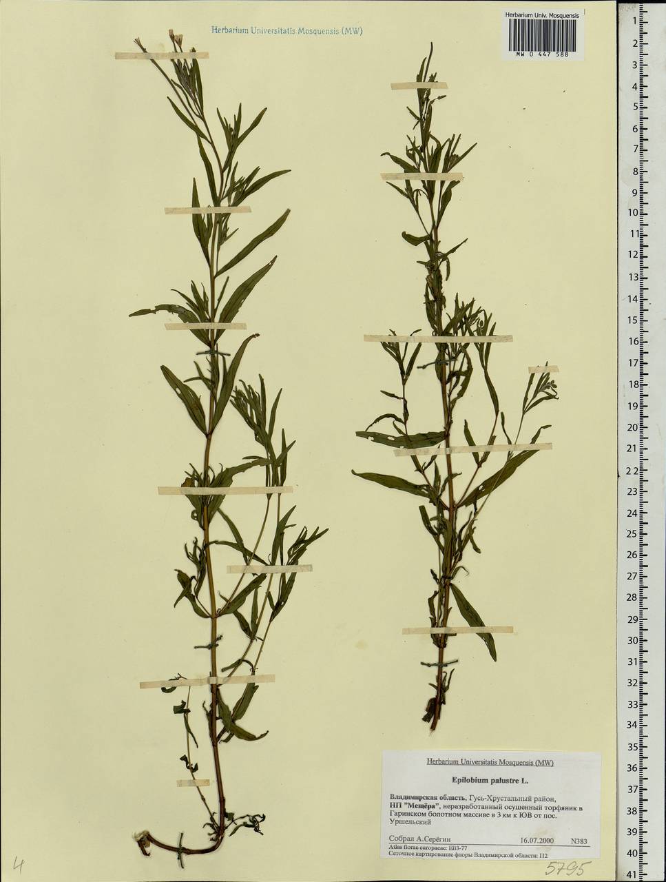 Epilobium palustre L., Eastern Europe, Central region (E4) (Russia)