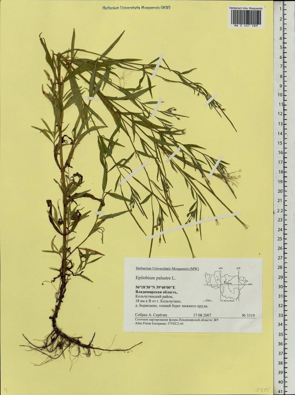 Epilobium palustre L., Eastern Europe, Central region (E4) (Russia)