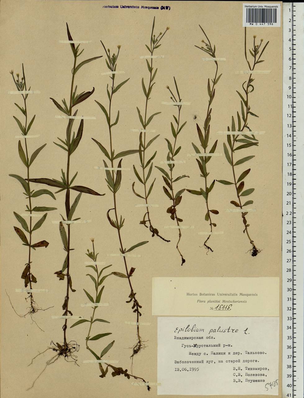 Epilobium palustre L., Eastern Europe, Central region (E4) (Russia)