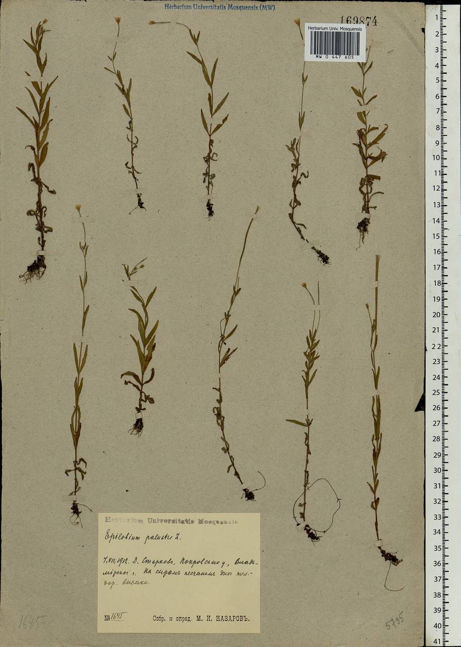 Epilobium palustre L., Eastern Europe, Central region (E4) (Russia)