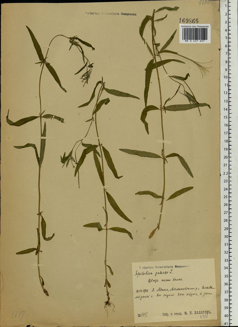 Epilobium palustre L., Eastern Europe, Central region (E4) (Russia)