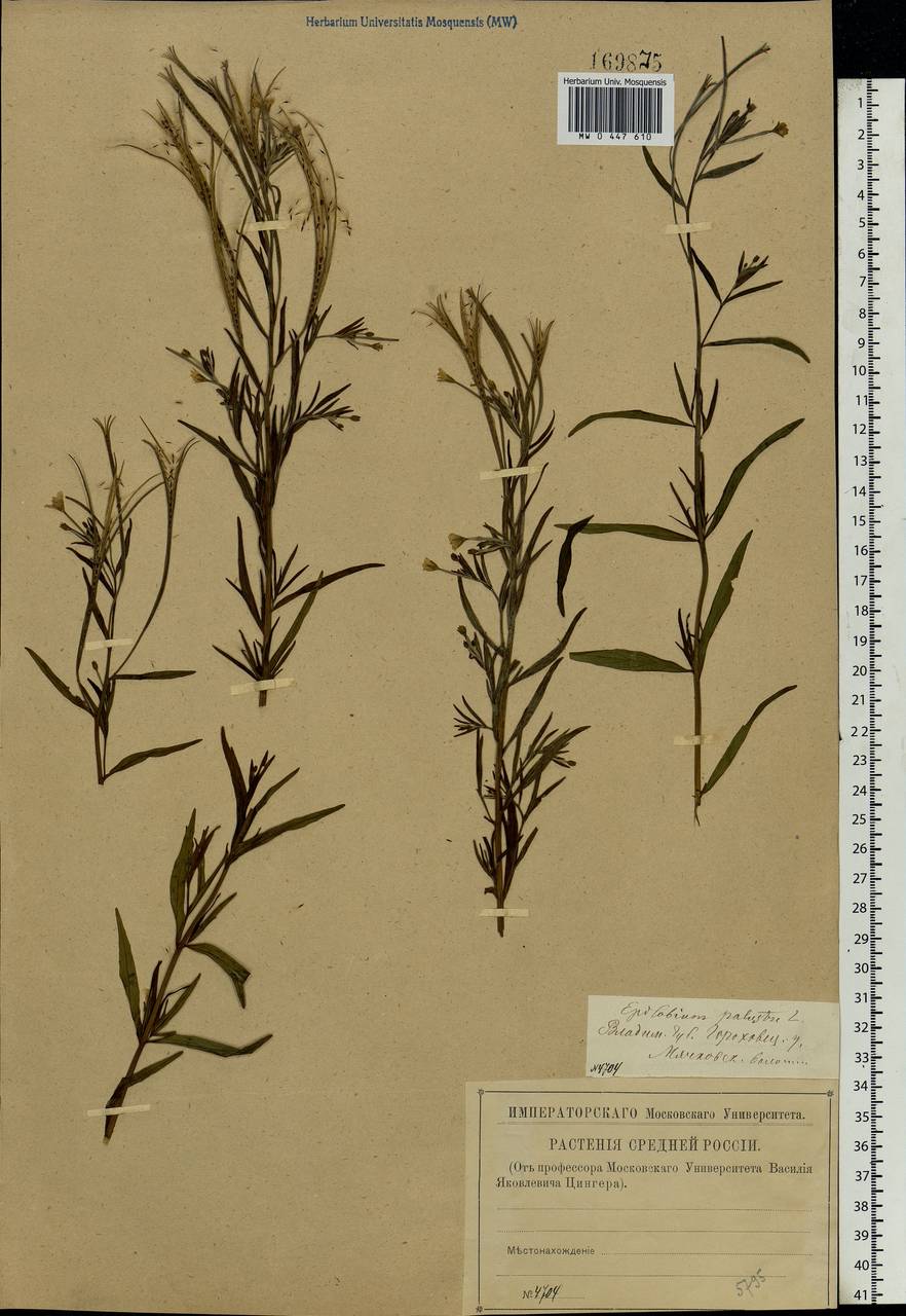 Epilobium palustre L., Eastern Europe, Volga-Kama region (E7) (Russia)