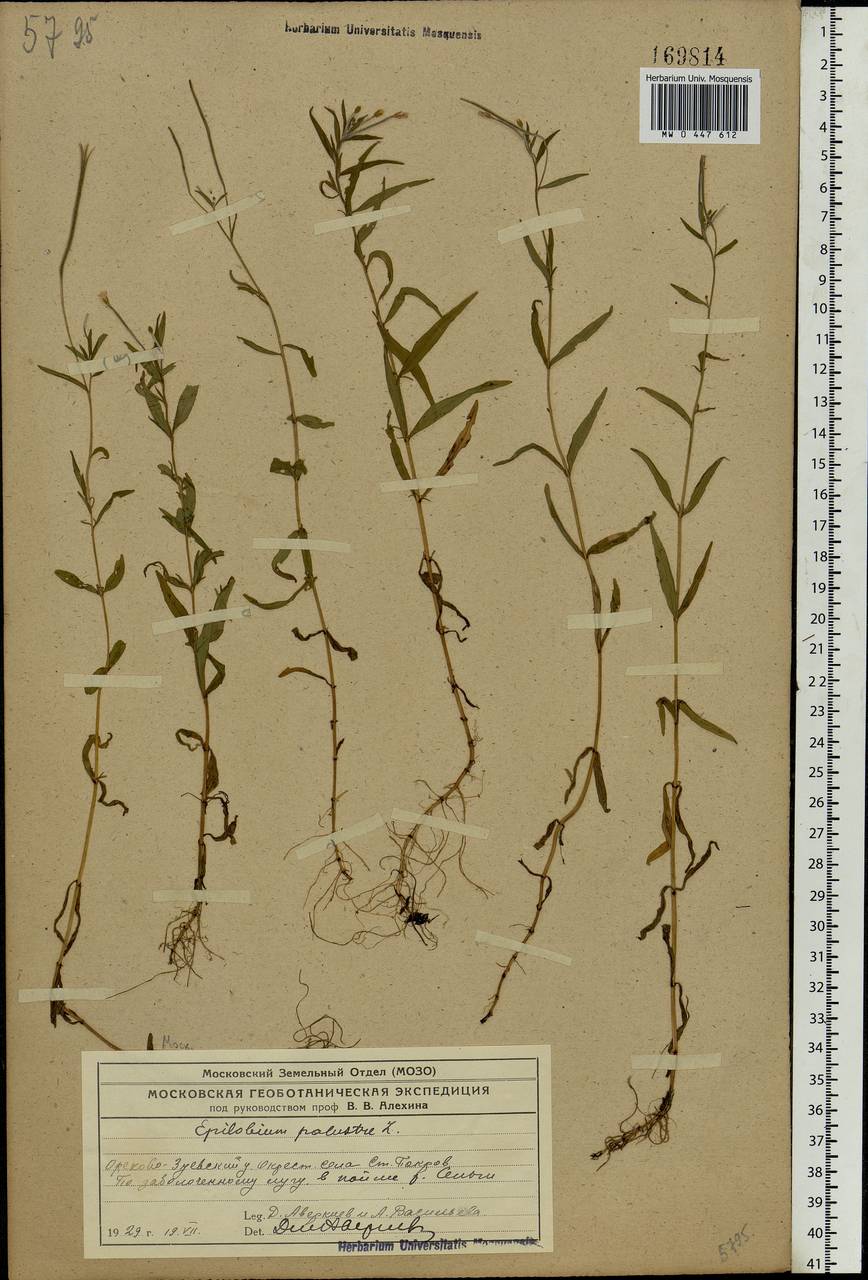 Epilobium palustre L., Eastern Europe, Moscow region (E4a) (Russia)