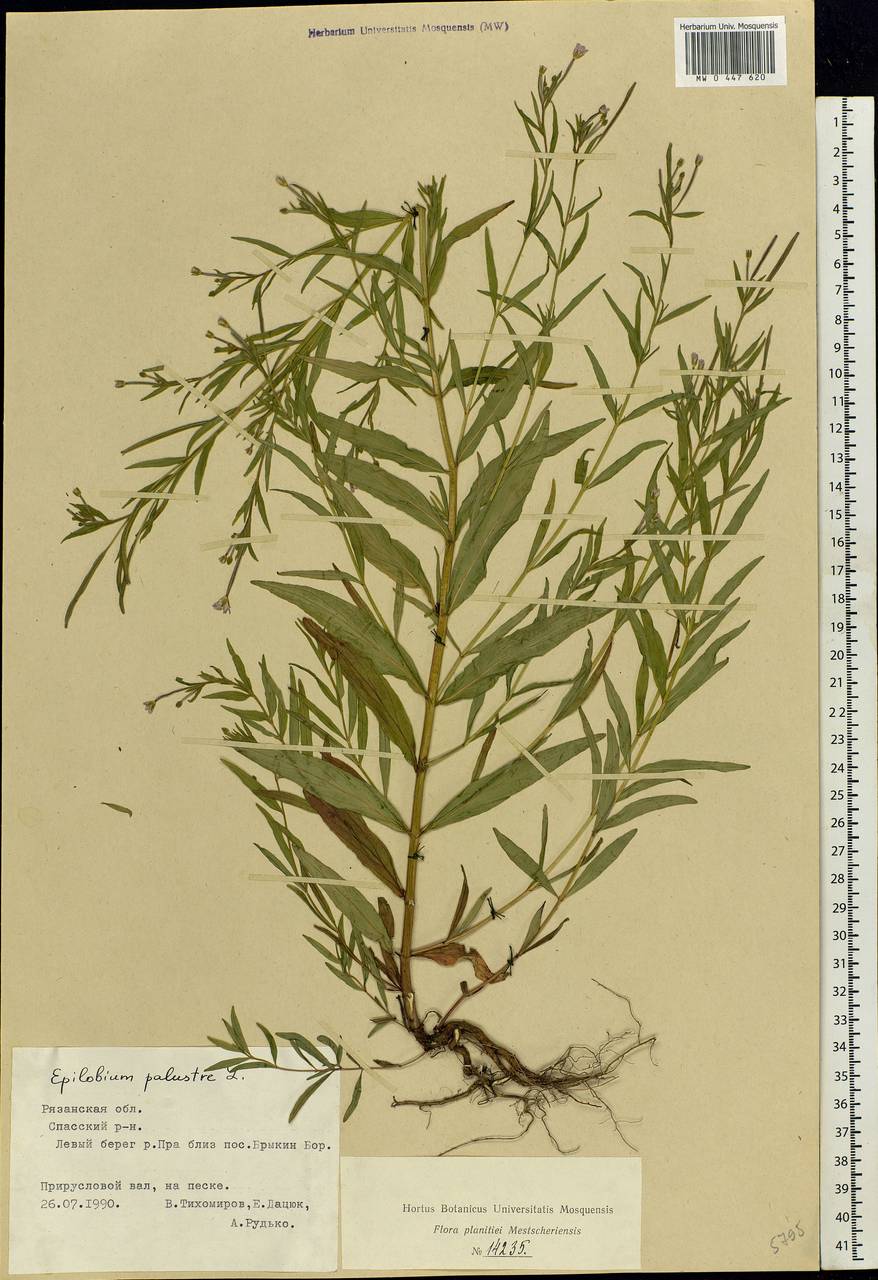 Epilobium palustre L., Eastern Europe, Central region (E4) (Russia)