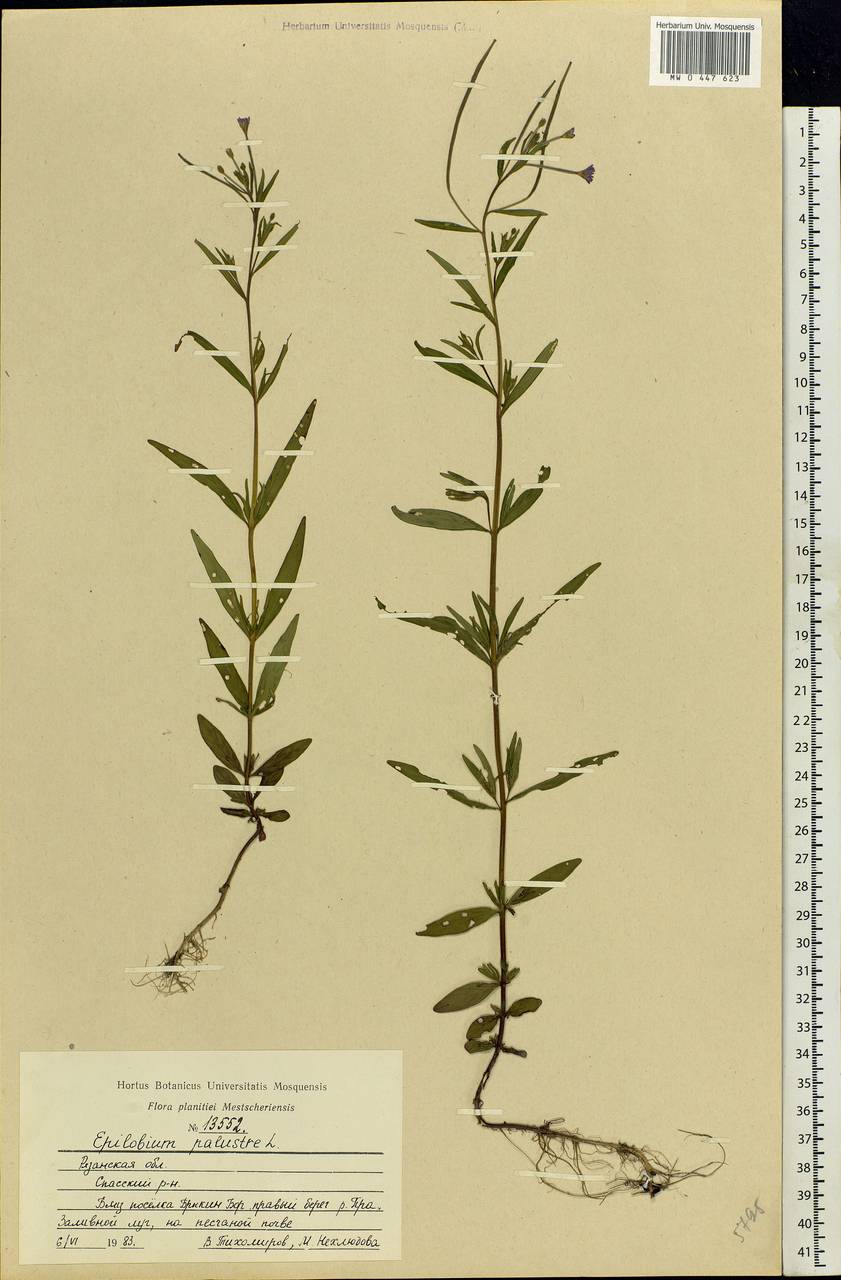 Epilobium palustre L., Eastern Europe, Central region (E4) (Russia)