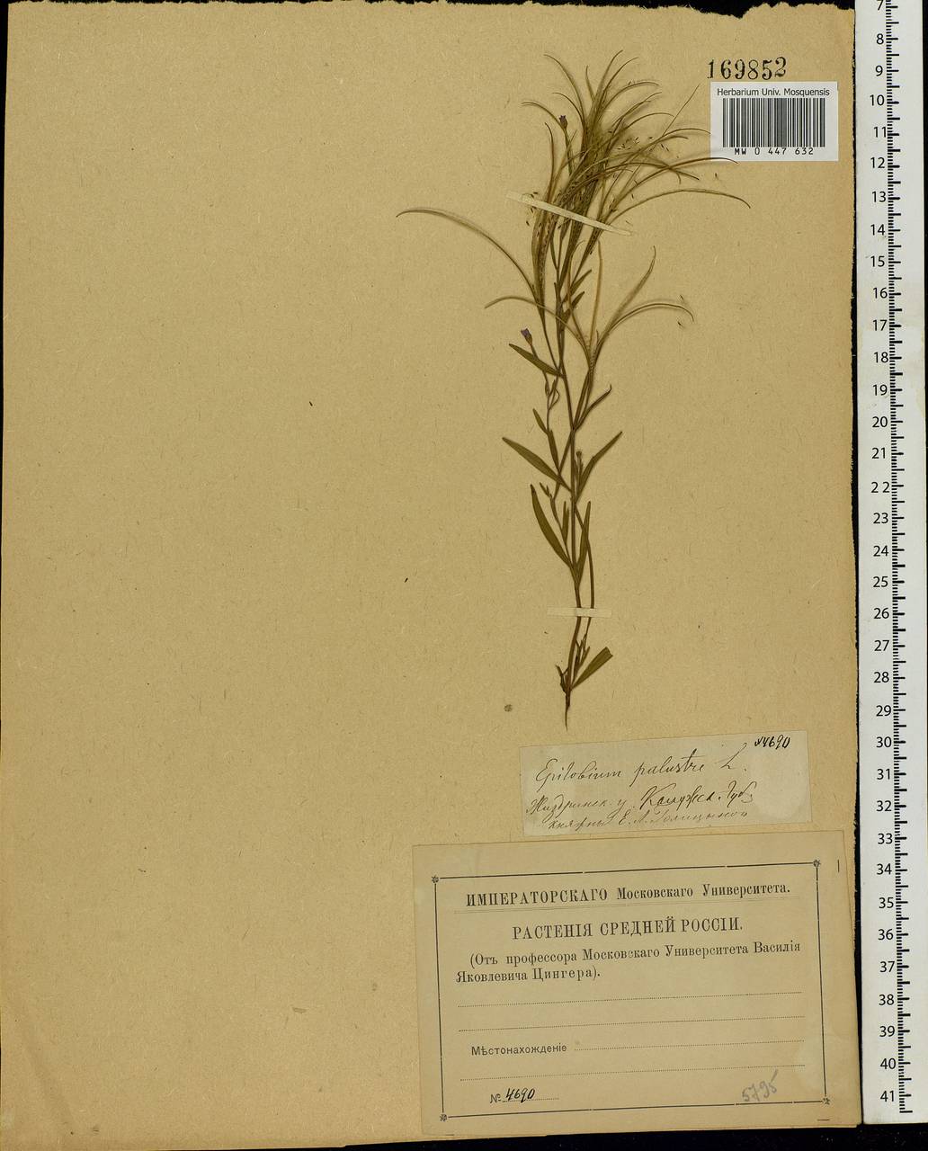 Epilobium palustre L., Eastern Europe, Central region (E4) (Russia)