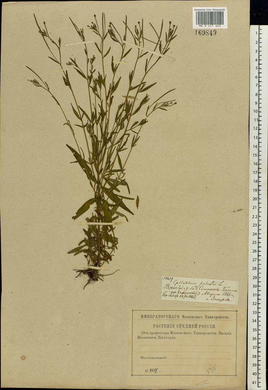 Epilobium palustre L., Eastern Europe, Central region (E4) (Russia)