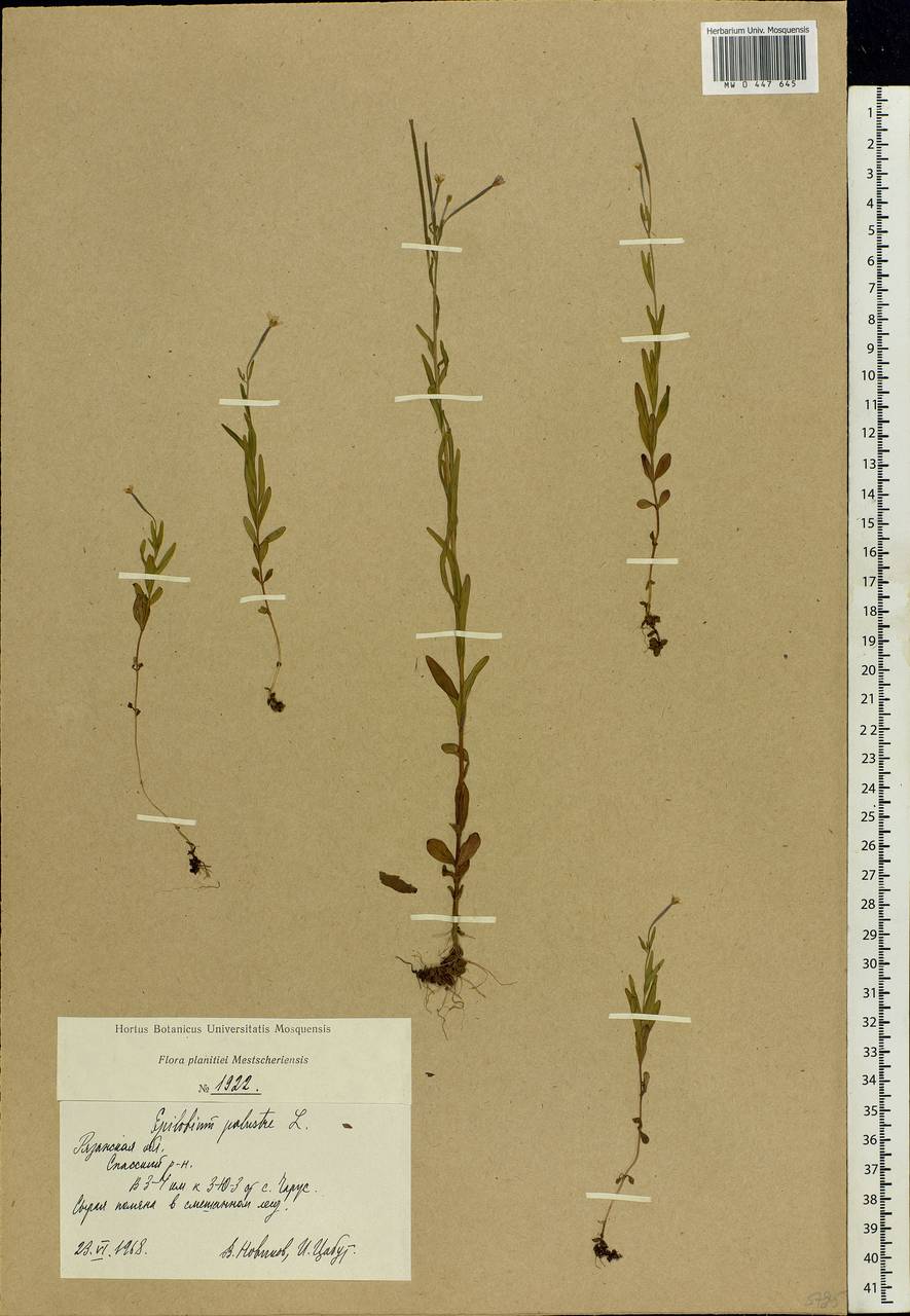 Epilobium palustre L., Eastern Europe, Central region (E4) (Russia)