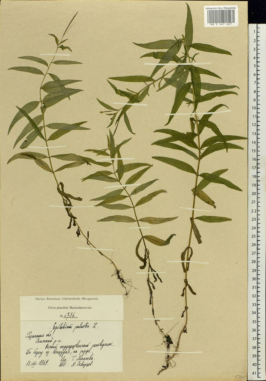 Epilobium palustre L., Eastern Europe, Central region (E4) (Russia)