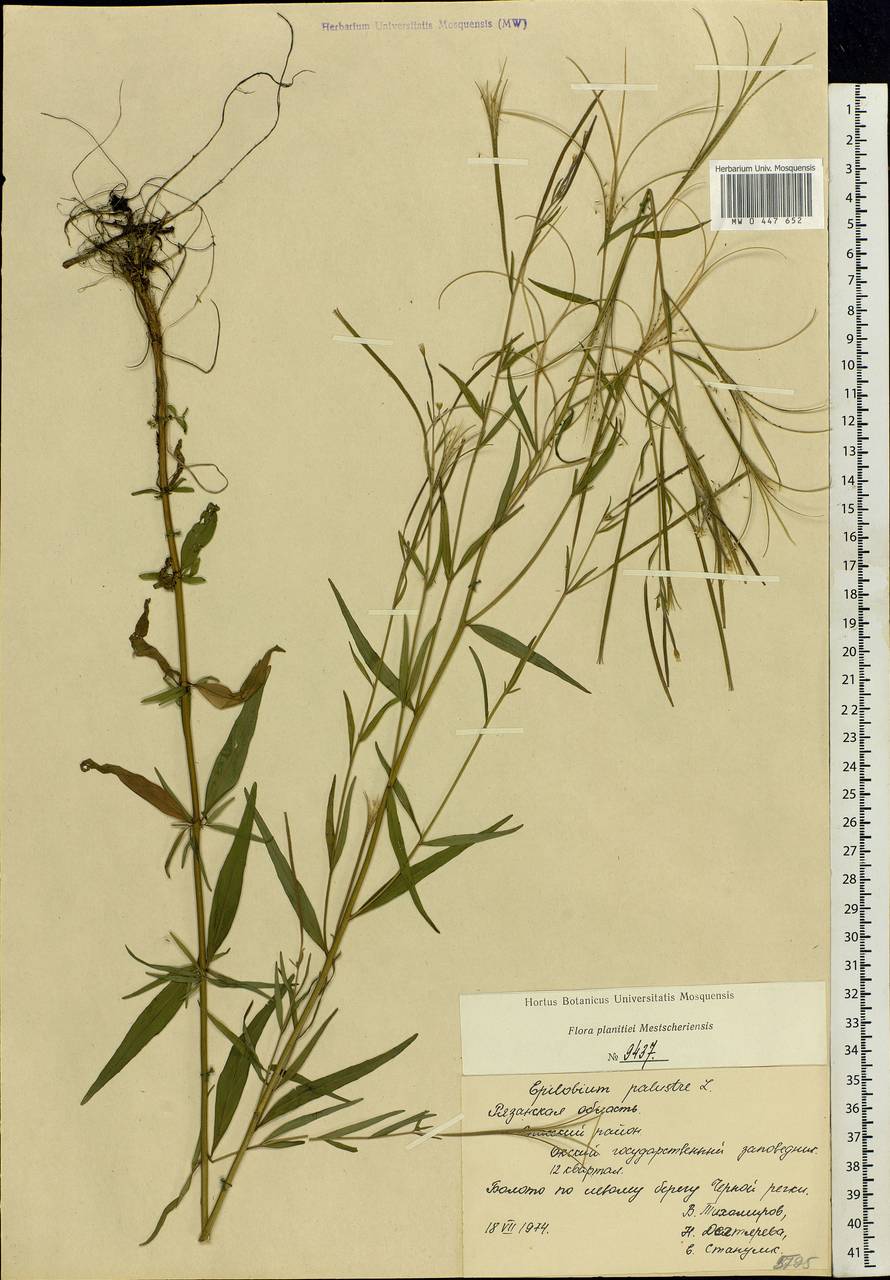 Epilobium palustre L., Eastern Europe, Central region (E4) (Russia)