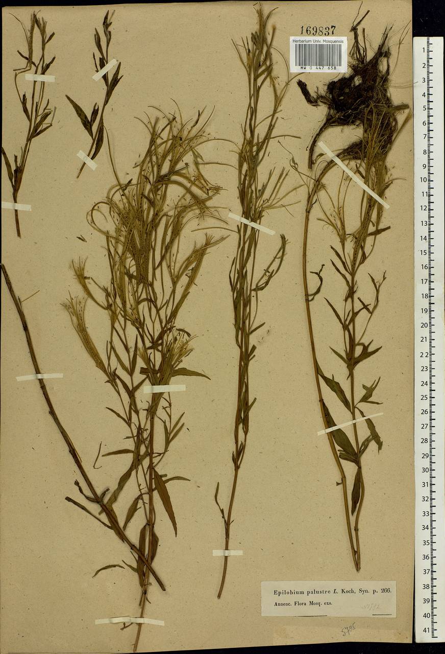 Epilobium palustre L., Eastern Europe, Moscow region (E4a) (Russia)