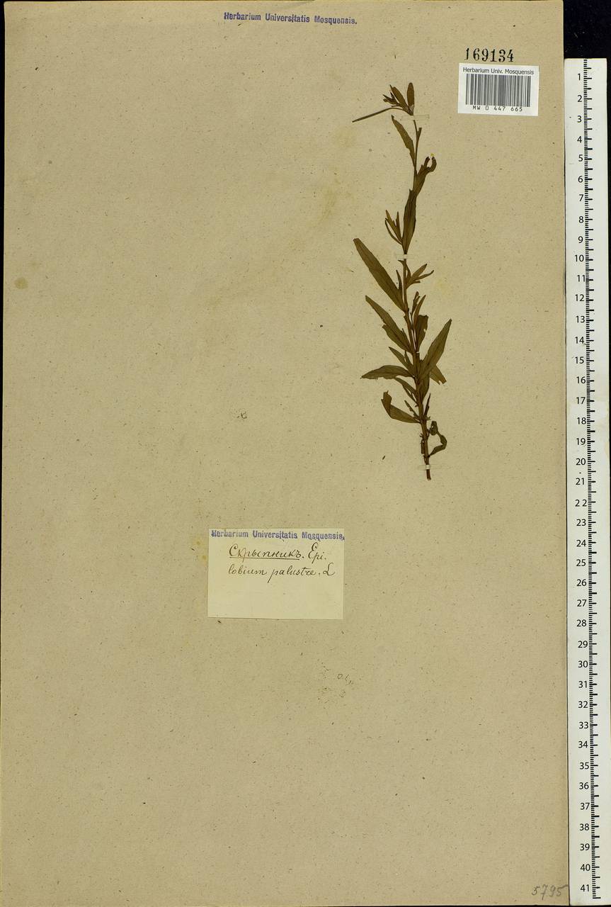 Epilobium palustre L., Eastern Europe, Moscow region (E4a) (Russia)