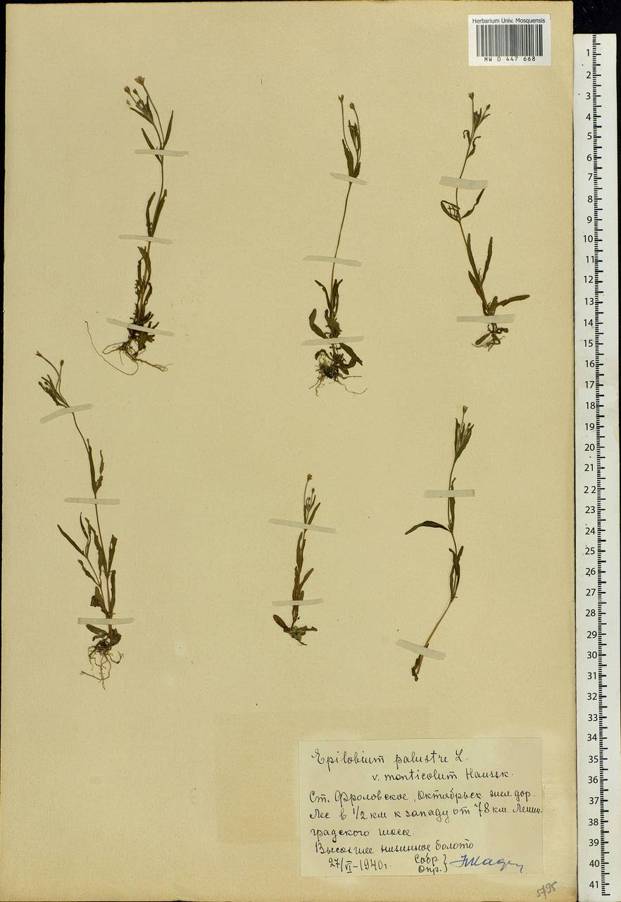 Epilobium palustre L., Eastern Europe, Moscow region (E4a) (Russia)