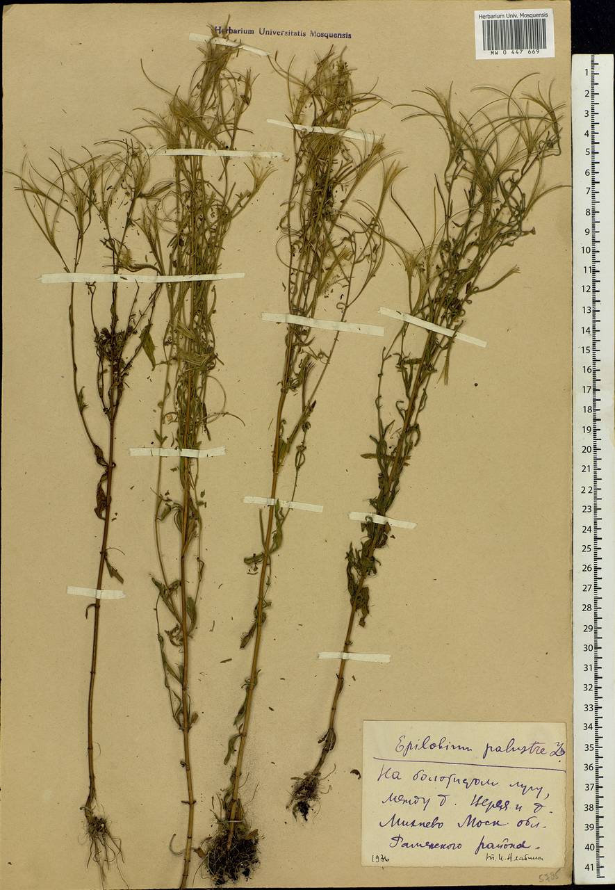 Epilobium palustre L., Eastern Europe, Moscow region (E4a) (Russia)