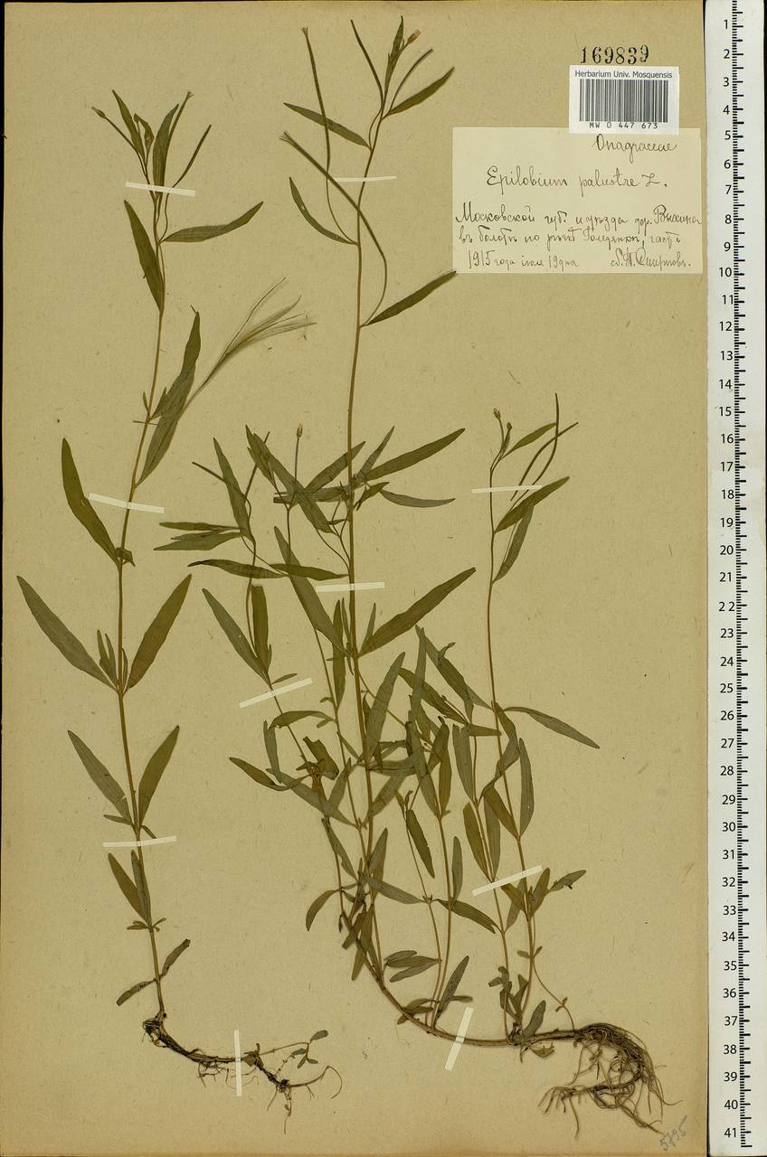 Epilobium palustre L., Eastern Europe, Moscow region (E4a) (Russia)