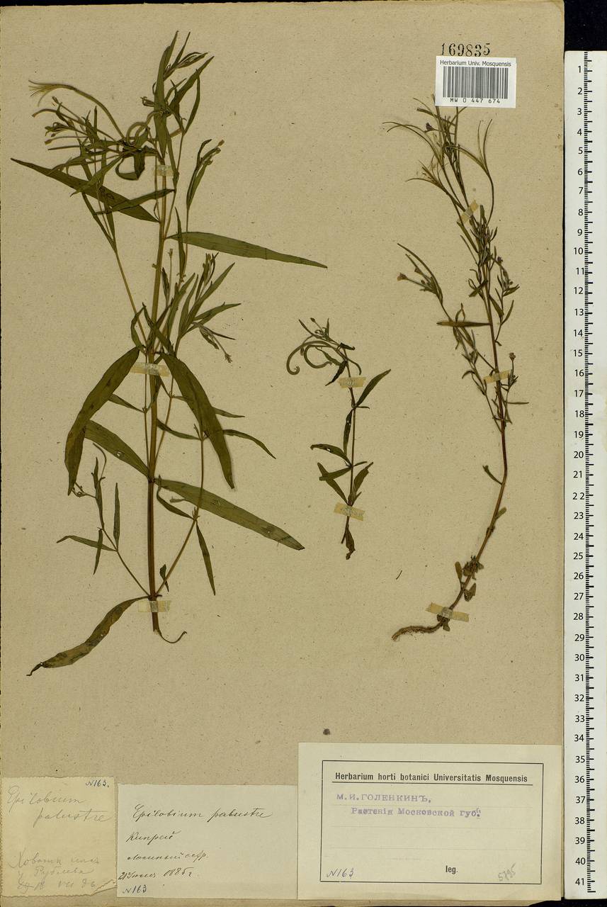 Epilobium palustre L., Eastern Europe, Moscow region (E4a) (Russia)