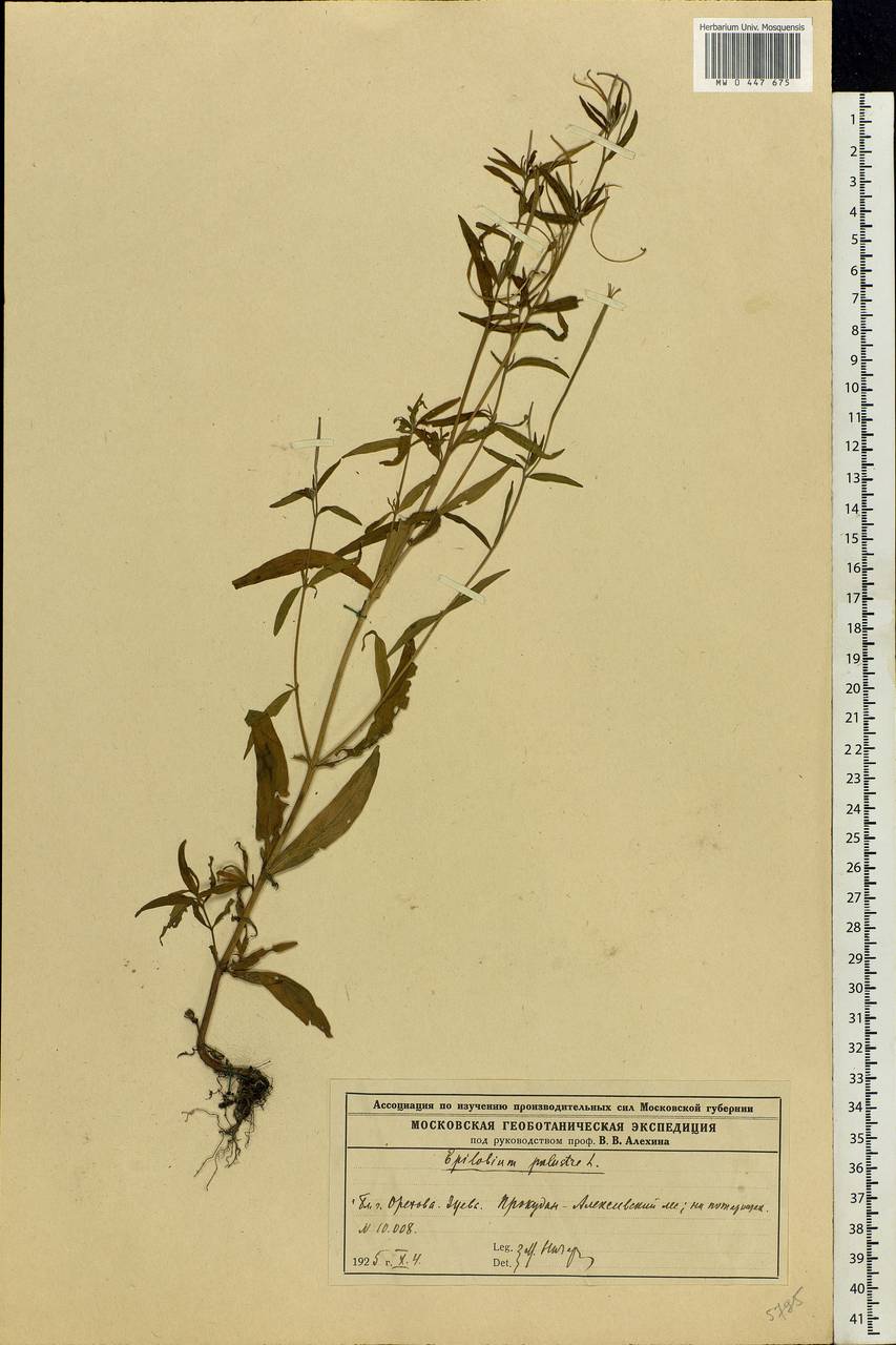 Epilobium palustre L., Eastern Europe, Moscow region (E4a) (Russia)