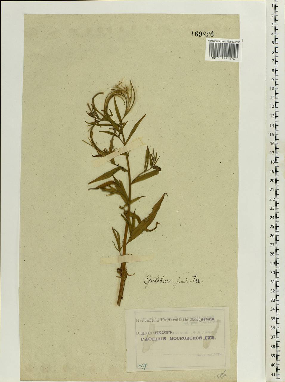Epilobium palustre L., Eastern Europe, Moscow region (E4a) (Russia)