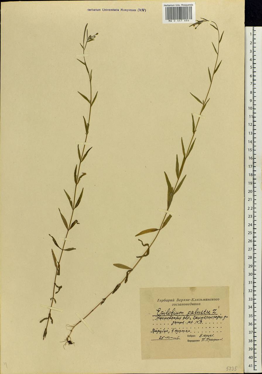 Epilobium palustre L., Eastern Europe, Moscow region (E4a) (Russia)