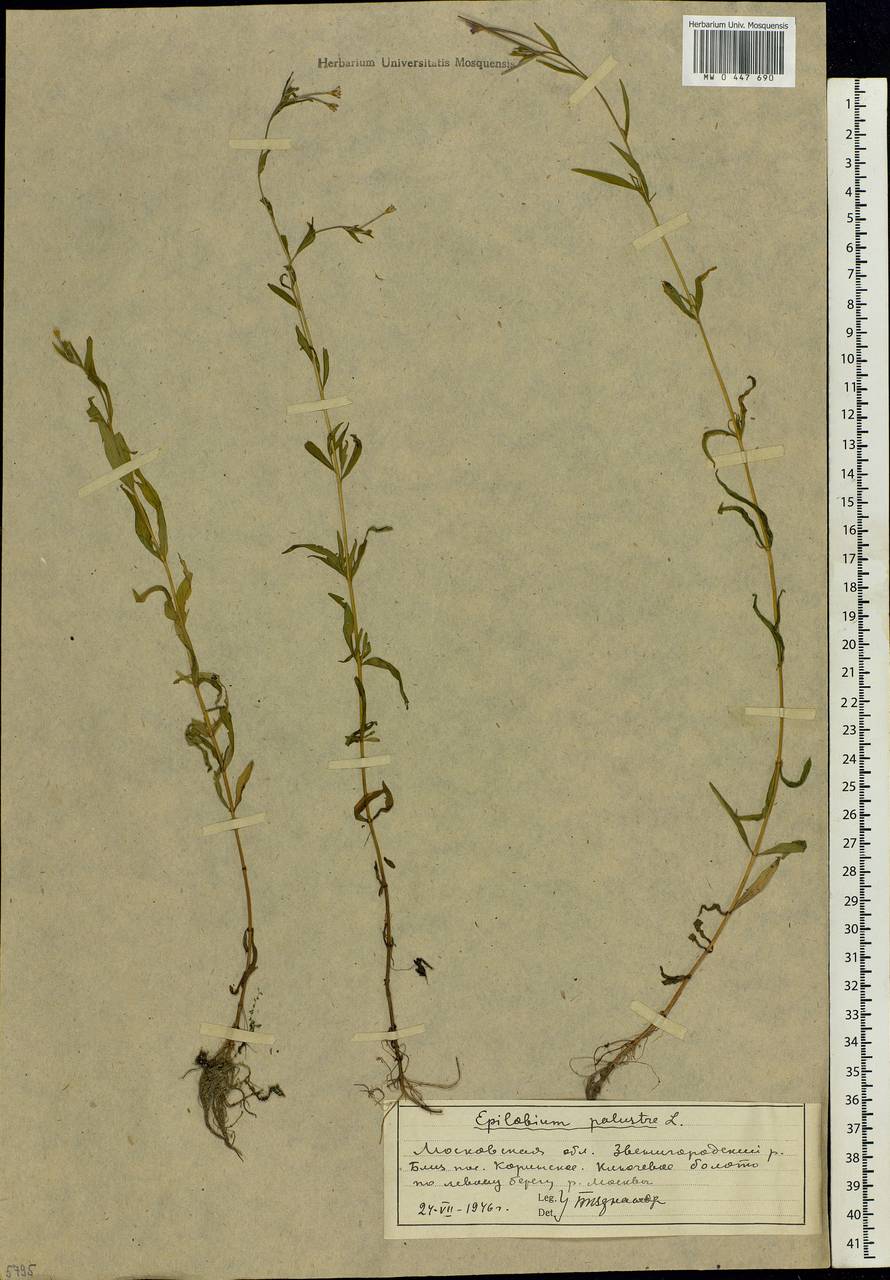 Epilobium palustre L., Eastern Europe, Moscow region (E4a) (Russia)