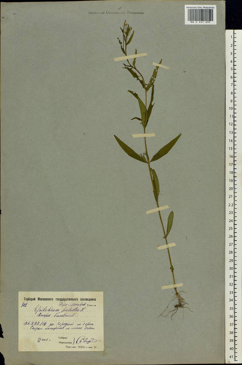 Epilobium palustre L., Eastern Europe, Moscow region (E4a) (Russia)