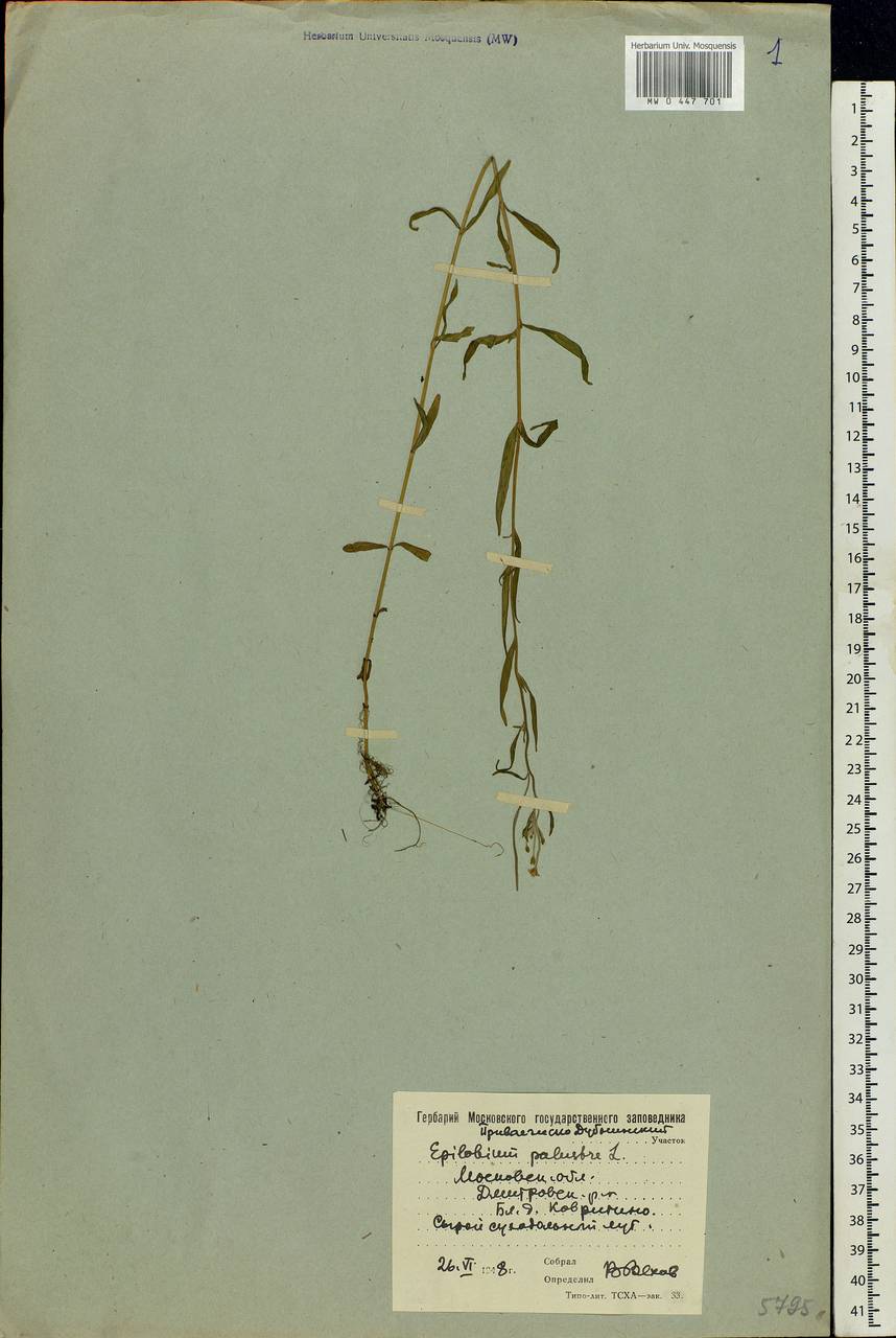 Epilobium palustre L., Eastern Europe, Moscow region (E4a) (Russia)