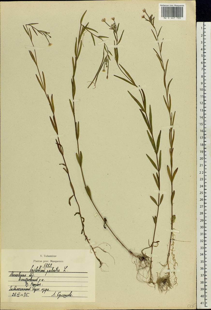 Epilobium palustre L., Eastern Europe, Moscow region (E4a) (Russia)