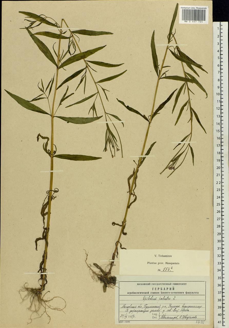 Epilobium palustre L., Eastern Europe, Moscow region (E4a) (Russia)