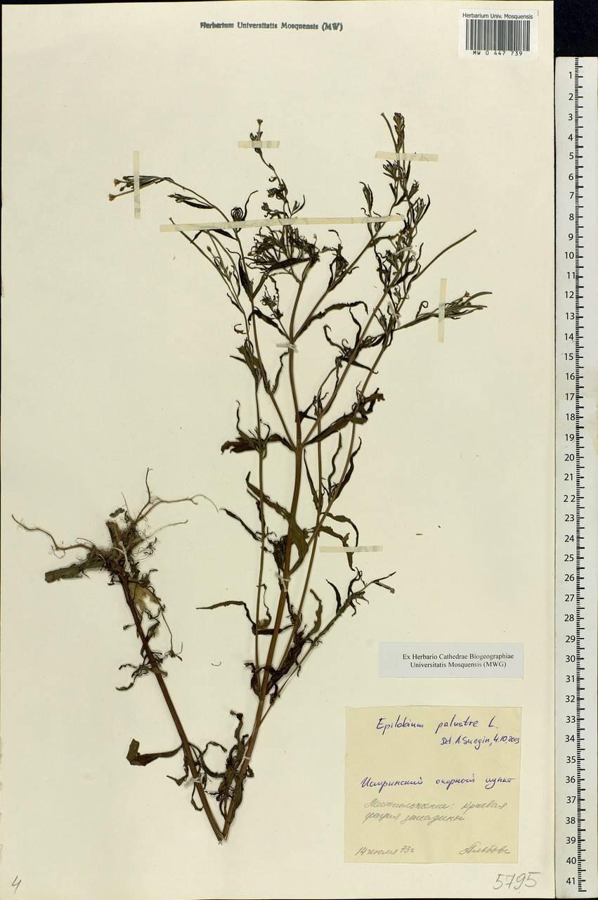 Epilobium palustre L., Eastern Europe, Moscow region (E4a) (Russia)