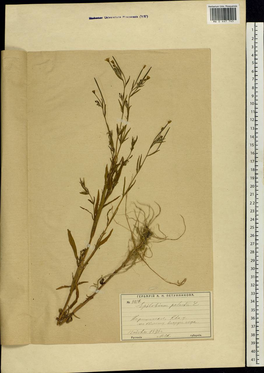 Epilobium palustre L., Eastern Europe, Moscow region (E4a) (Russia)