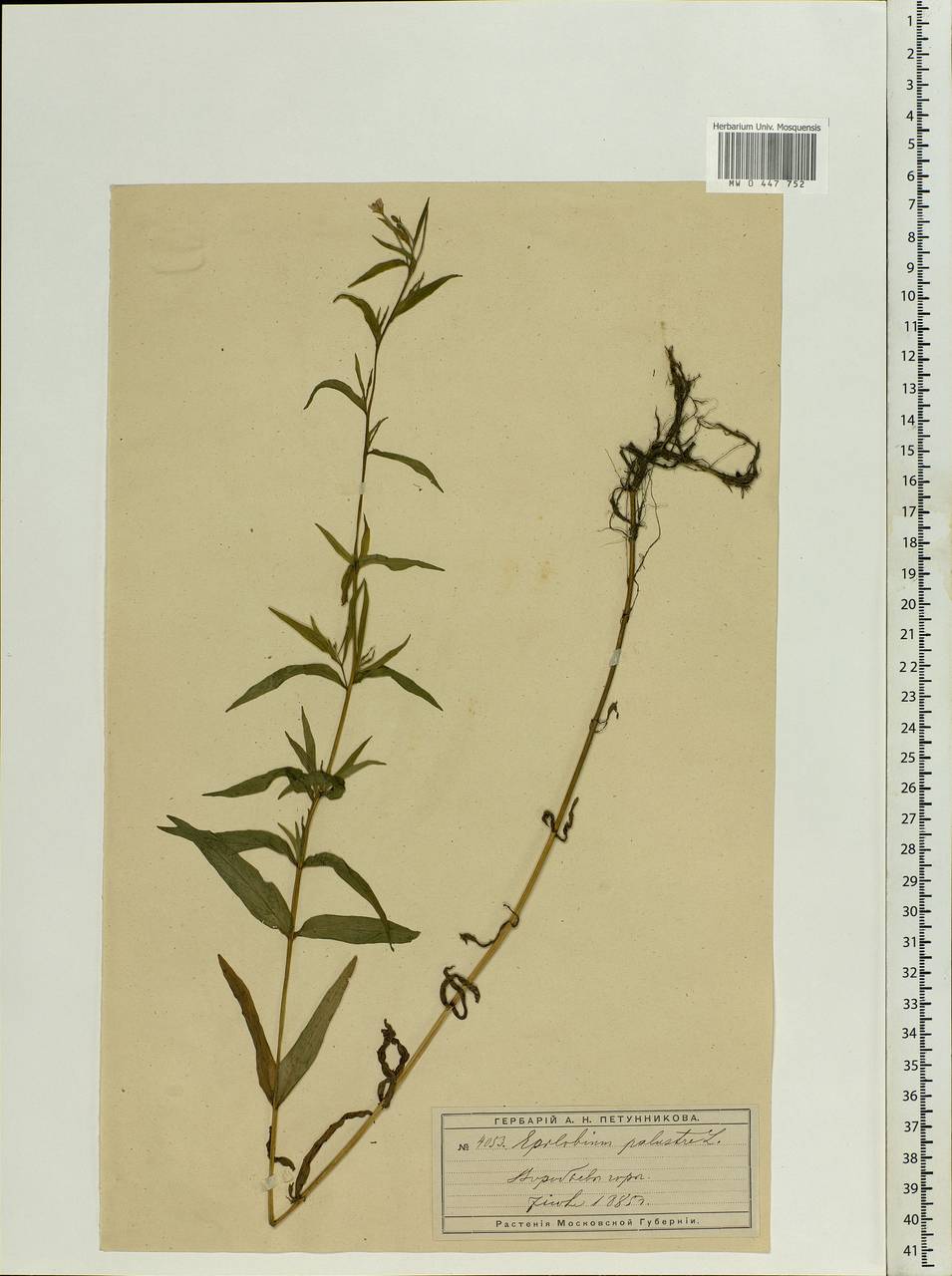Epilobium palustre L., Eastern Europe, Moscow region (E4a) (Russia)