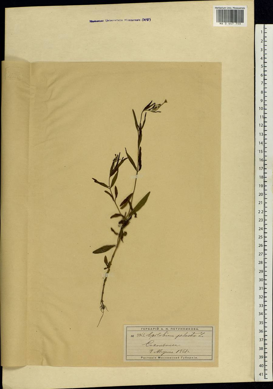 Epilobium palustre L., Eastern Europe, Moscow region (E4a) (Russia)