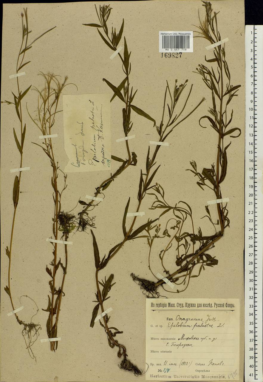 Epilobium palustre L., Eastern Europe, Moscow region (E4a) (Russia)